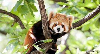 Image result for Red Panda Family Tree