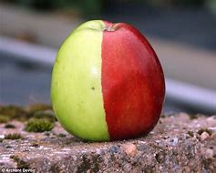 Image result for Half Red Green Apple