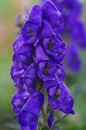 Image result for Aconitum carmichaelii Arendsii