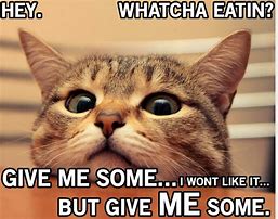 Image result for Animals Doing Funny Things Quotes