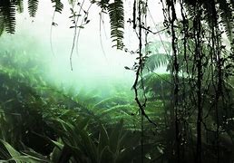 Image result for Rain Forest Fog