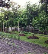Image result for Large Country Garden with Fruit Trees