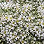 Image result for Arenaria alfacarensis