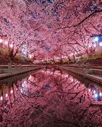 Image result for Japan Blossom Season