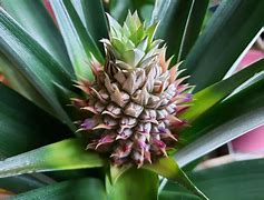 Image result for Pineapple Flowering