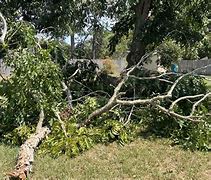 Image result for Sudden Branch Drop