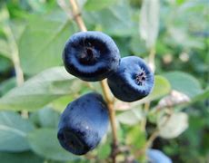 Image result for Lonicera kamtschatica Wojtek