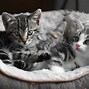 Image result for 10 Fascinating Facts About Cats