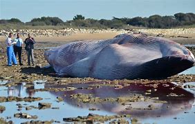 Image result for Largest Blue Whale Exploding
