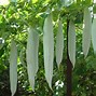 Image result for Snake Gourd