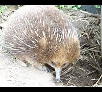 Image result for Echidna Hatching