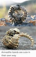 Image result for Baby Armadillo Meme