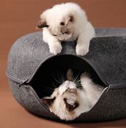 Image result for Cat Donut Tunnel