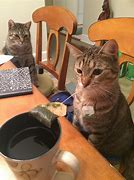 Image result for Cat Serving Tea Meme