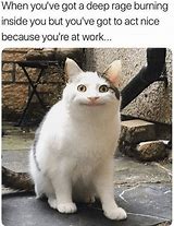 Image result for Purrfect Cat Meme