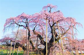 Image result for Big Cherry Tree