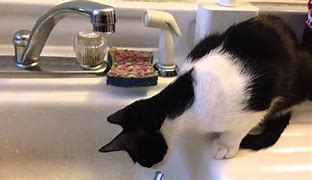 Image result for Little Cat with Drip