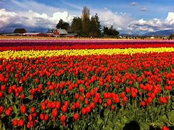 Image result for Washington Tulips