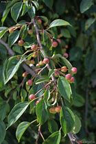 Image result for Malus baccata Gracilis