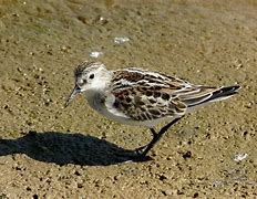 Image result for Calidris minuta