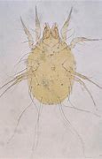 Image result for PICTURE OF GRAIN MITES