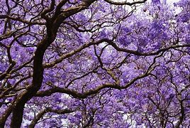 Image result for jacarando