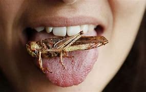 Image result for Eating Crickets