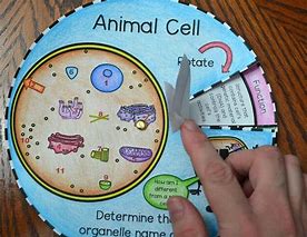 Image result for Animal Cell Foldable