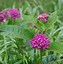 Image result for Purple Milkweed Plant