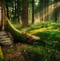 Image result for Forest Background Wallpaper