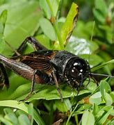 Image result for Cricket Insect