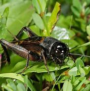 Image result for Field Cricket Insect