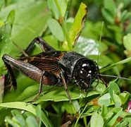 Image result for Cricket Insect