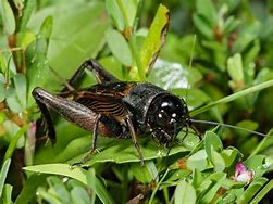 Image result for A Cricket Insect