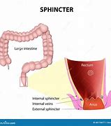Image result for sphincters