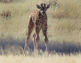 Image result for Girraffe without Neck