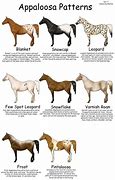 Image result for Appaloosa Horse Color Patterns