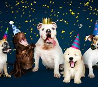 Image result for New Year Celebrationwith Dog