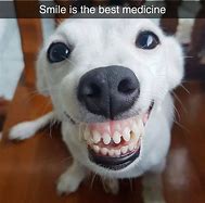 Image result for Dog Teeth Meme