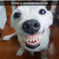 Image result for Dog with Teeth Meme