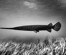 Image result for Alligator Underwater