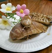 Image result for Isopod Dishes