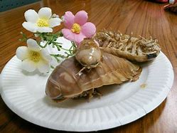 Image result for Edible Isopod