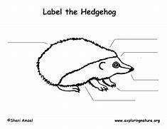 Image result for Hedgehog Body Language