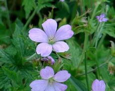 Image result for GERANIUM oxonianum Southcombe Double