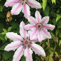 Image result for Dierama Candy Stripe
