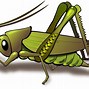 Image result for Cricket Bug Transparent