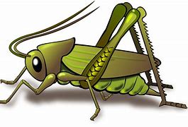 Image result for Cricket ClipArt Transparent Background