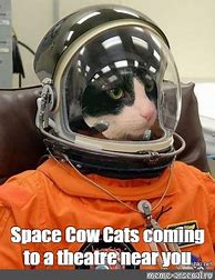 Image result for Space Cat Meme