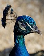 Image result for Peacock Head